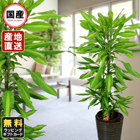 観葉植物 おしゃれ ジェレ 8号鉢植え 苗木 販売 誕生日 開店 引越し 祝い 引越し祝い 新築祝い インテリア 贈り物