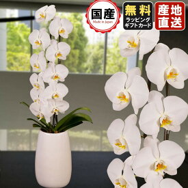 楽天市場 会社 移転祝いの通販 楽天市場 会社 移転祝いの通販