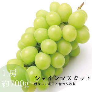 VC}XJbg { R }XJbg 1[ 700g 햳 炲ƐHׂ ̔ _ƒ Ĕ Muscat Mtg (Ԃ|ꍇ܂)