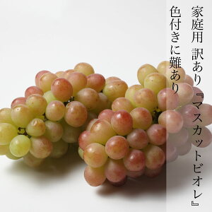 yz ƒp 󂠂 }XJbgrI 1kg 2[  _ƒ Ĕ Muscat R }XJbg 햳 炲 ފ hV̓