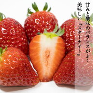ギフト スターナイト 苺 いちご イチゴ 1パック15個入り 約350g 1パック 2パック 4パック strawberry 甘…