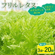 フリル レタス 3袋 / 6袋 / 10袋 / 20袋 セット【11月1日～順次発送】 新鮮 サラダ 緑黄色 野菜 やさい …