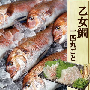魚 ウロコ取りの人気商品 通販 価格比較 価格 Com