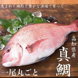 【送料無料】 高知県産 真鯛 1尾まるごとお届け【北海道・東北・沖縄・離島へのお届け不可】 タイ 新鮮 ごちそう 高級 ムニエル 鯛めし 塩焼き 須崎 みなみ丸 お買い物マラソン 父の日 母の日 父の日ギフト プレゼント お中元 産地直送 お取り寄せ
