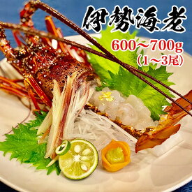 職人吉岡 冷凍 伊勢海老 1尾~3尾(600~700g) 冷凍 伊勢 海老 えび 国産 高知県 須崎市 お中元 お歳暮 正月 料理 おせち 誕生日 縁起物 送料無料 お買い物マラソン ギフト 父の日 母の日 BBQ 1尾 2尾 3尾 600g 700g 家庭用 プレゼント 贅沢 特別