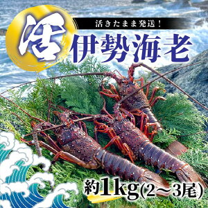 yzymYzuɐCV 1kg(2`3)v ɐCV ɐGr ɐ CV Gr CZGr ܂ CN j Mtg  hg Lv BBQ N lC