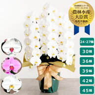 【最大2,000円OFFクーポン利用OK】 胡蝶蘭 大輪胡蝶蘭 ＜3本立ち＞ らんや 黒臼洋蘭園 こちょうらん お祝…