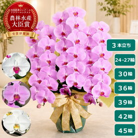 【最大2000円OFFクーポン利用OK】胡蝶蘭 大輪 白 ピンク ＜3本立ち＞ らんや 黒臼洋蘭園 こちょうらん お祝い 就任祝い 当選祝い 開店祝い 移転祝い 周年祝い 昇進祝い 栄転祝い お供え 生花 鉢花 贈り物 フラワーギフト プレゼント