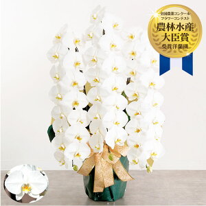 生花 3本立ち 胡蝶蘭の人気商品 通販 価格比較 価格 Com 生花 3本立ち 胡蝶蘭の人気商品 通販 価格比較 価格 Com