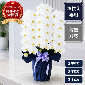 【最大2000円OFFクーポン利用OK】胡蝶蘭 大輪 白【お供え専用】 ＜1本立ち/2本立ち/3本立ち＞ お悔やみ お供え花 お彼岸 お盆 初盆 新盆 四十九日 一周忌 三回忌 法要 命日 生産者直送 当日発送 写真確認 送料無料