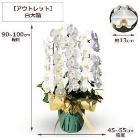 【2000円OFFクーポン利用OK】胡蝶蘭 アウトレット 大輪 白 ピンク 3本立ち 訳あり 生産者直送 お買い得 自宅用 ご自宅用 送料無料