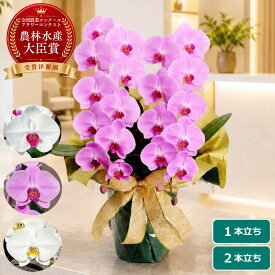 【クーポン利用OK】胡蝶蘭 大輪 白 ピンク ＜1本立ち／2本立ち＞ らんや 黒臼洋蘭園 こちょうらん お祝い 母の日 就任祝い 開店祝い 選挙 事務所開き 陣中見舞い 当選祝い 昇進祝い 生花 鉢花 贈り物 フラワーギフト プレゼント お供え お悔み