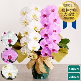 【最大1,000円OFFクーポン利用OK】大輪胡蝶蘭 ＜1本立ち／2本立ち＞ らんや 黒臼洋蘭園 お祝い 就任祝い 開店祝い 移転祝い 周年祝い 叙勲祝い 当選祝い 昇進祝い 栄転祝い お盆　お彼岸 生花 鉢花 贈り物 フラワーギフト プレゼント 卒業 入学 母の日 お供え お悔み