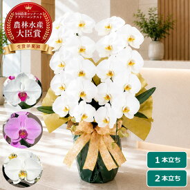 【最大2000円OFFクーポン利用OK】胡蝶蘭 大輪 白 ＜1本立ち／2本立ち＞ らんや 黒臼洋蘭園 こちょうらん お祝い 母の日 就任祝い 開店祝い 昇進祝い 栄転祝い 生花 鉢花 贈り物 フラワーギフト プレゼントお供え お悔み