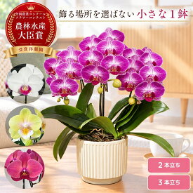 【最大1000円OFFクーポン利用OK】胡蝶蘭 ミニ胡蝶蘭 中輪胡蝶蘭 母の日 らんや 黒臼洋蘭園 生花 こちょうらん 贈り物 お祝い 父の日 フラワーギフト プレゼント 新築 結婚 出産 誕生日 長寿 敬老の日 お彼岸