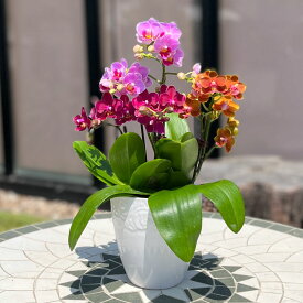 楽天市場 退職祝い 鉢花 花 観葉植物 花 ガーデン Diyの通販