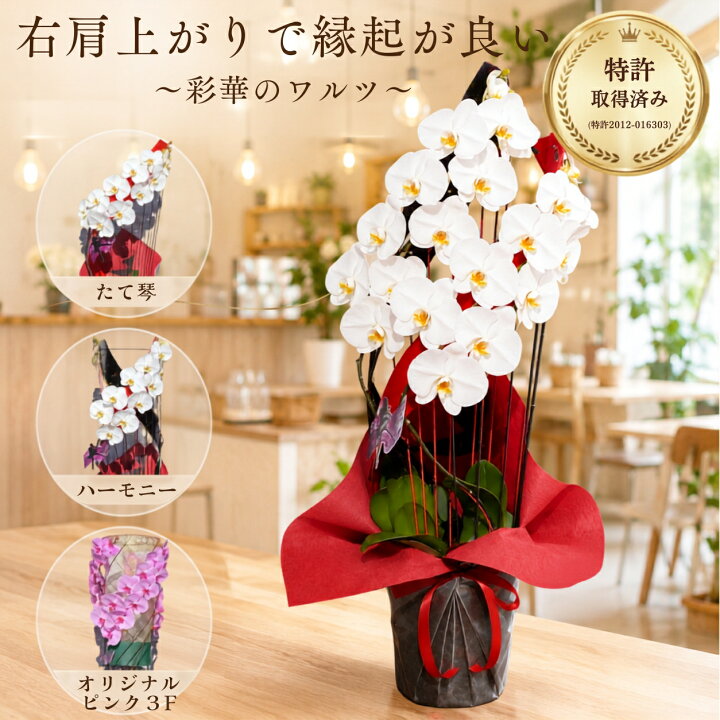 楽天市場】【最大2,000円OFFクーポン利用OK】胡蝶蘭 彩華のワルツ 黒臼 
