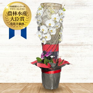 胡蝶蘭 黒 生花の人気商品 通販 価格比較 価格 Com