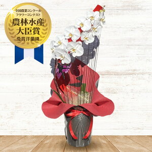 胡蝶蘭 黒 生花の人気商品 通販 価格比較 価格 Com 胡蝶蘭 黒 生花の人気商品 通販 価格比較 価格 Com