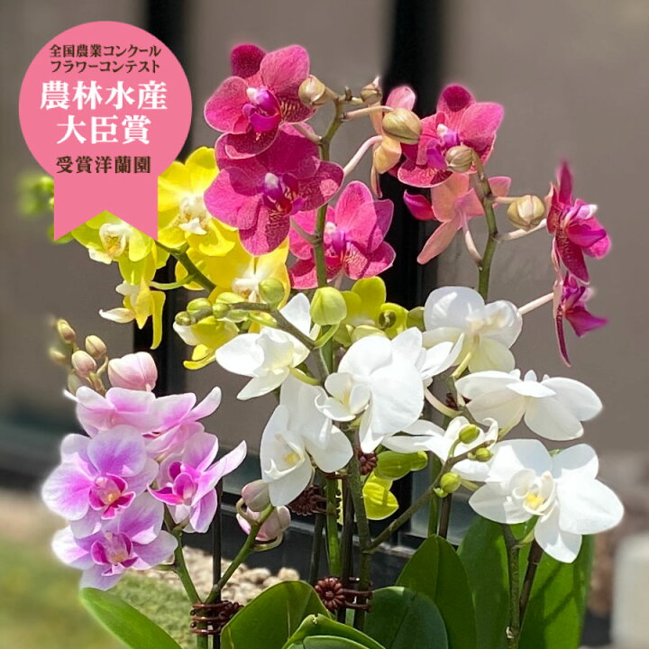 楽天市場 ミディ 胡蝶蘭 Mix C 寄せ植え 誕生日 母の日 敬老の日におすすめ 胡蝶蘭のらんや 楽天市場 ミディ 胡蝶蘭 Mix C 寄せ植え 誕生日 母の日 敬老の日におすすめ 胡蝶蘭のらんや