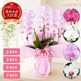 【最大2000円OFFクーポン利用OK】胡蝶蘭 ミニ胡蝶蘭 中輪胡蝶蘭 らんや 黒臼洋蘭園 こちょうらん 生花 贈り物 母の日 父の日 フラワーギフト プレゼント お祝い 卒業 入学 新築お祝い 結婚お祝い 出産お祝い 誕生日お祝い 長寿お祝いお中元 敬老の日