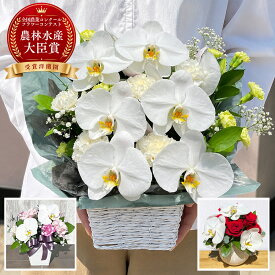 【最大1000円OFFクーポン利用OK】胡蝶蘭 アレンジ 胡蝶蘭 こちょうらん アレンジ お誕生日 出産祝い 結婚祝い 敬老の日 母の日 お盆　 お彼岸 引っ越し祝い 卒業祝い 入学祝い 長寿のお祝い 生花 贈り物 フラワーギフト プレゼント お供え お悔み らんや 黒臼洋蘭園
