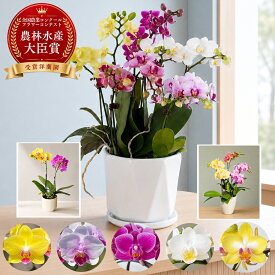 【最大1000円OFFクーポン利用OK】胡蝶蘭 ミニ胡蝶蘭 おまかせミニMIX 寄せ植え らんや 黒臼洋蘭園 こちょうらん 生花 母の日 贈り物 フラワーギフト プレゼント お祝い 新築 結婚 出産 長寿のお祝い 生花 贈り物 フラワーギフト　プレゼント