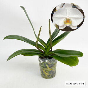 Ӓ c  Pm Ӓ 傤 ňĂ 蕨  2x炫