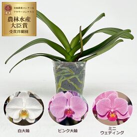 胡蝶蘭 苗 らんや 黒臼洋蘭園 胡蝶蘭 こちょうらん 自分で育てる 贈り物 鉢花 2度咲き