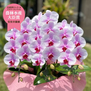 生花 胡蝶蘭 花束の人気商品 通販 価格比較 価格 Com 生花 胡蝶蘭 花束の人気商品 通販 価格比較 価格 Com