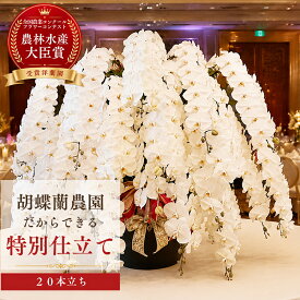【P5倍＋2000円OFFクーポン利用OK】胡蝶蘭 大輪 白 20本立ち 【特注 関東限定】開店祝い 就任祝い 組閣祝い 入閣祝い 開業祝い 開院祝い 法人 お祝い花