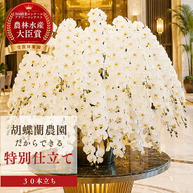 【P5倍＋2000円OFFクーポン利用OK】胡蝶蘭 白 大輪 30本立ち 【特注 関東限定】 胡蝶蘭 こちょうらん 就任祝い 組閣祝い 入閣祝い 開店祝い 選挙 当選祝い パーティ イベント 発表会 展示会 式典 昇進 栄転 上場 贈り物 開業 周年 ギフト