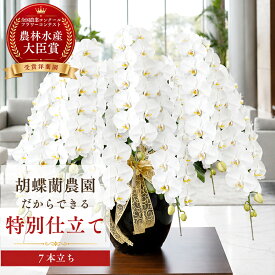 【2000円OFFクーポン利用OK】胡蝶蘭 大輪 白 7本立ち 【特注 関東限定】 就任祝い 入閣祝い 組閣祝い 当選祝い 開店祝い 開業祝い 開院祝い 法人 お祝い花