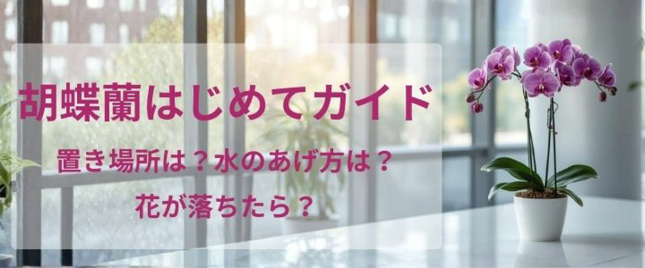 胡蝶蘭はじめてガイド