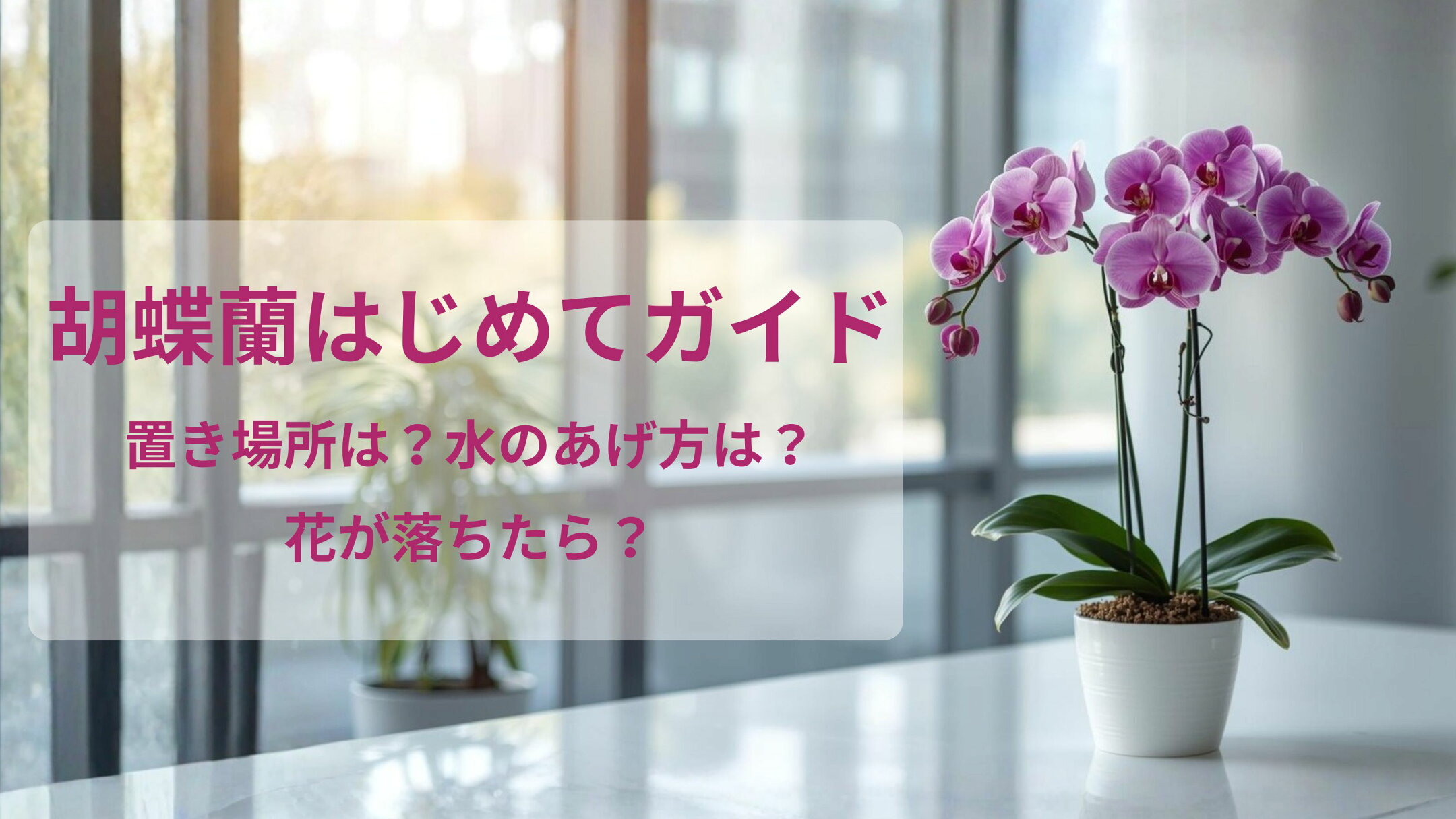 胡蝶蘭の初めてガイド