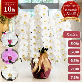 【10/10限定！P10倍＋最大2000円OFFクーポン利用OK】胡蝶蘭 大輪 白 ＜5本立ち＞ らんや 黒臼洋蘭園 こちょうらん お祝い 就任祝い 入閣祝い 組閣祝い 当選祝い 開店祝い 開店祝い 移転祝い 周年祝い 叙勲祝い 昇進祝い 栄転祝い お供え 生花 鉢花 贈り物