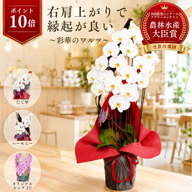 【10/10限定！P10倍＋最大2000円OFFクーポン利用OK】胡蝶蘭 大輪 白 彩華のワルツ 胡蝶蘭 お祝い 胡蝶蘭 開店 就任祝い 開業祝い 入閣祝い 組閣祝い 当選祝い 開院祝い 開店祝い お祝い花