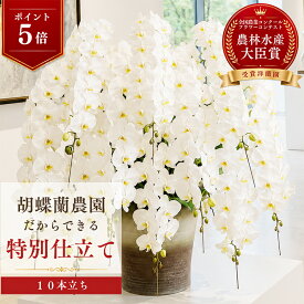 【P5倍+2000円OFFクーポン利用OK】胡蝶蘭 大輪 白 10本立ち 【特注 関東限定】開店祝い 就任祝い 入閣祝い 組閣祝い 当選祝い 開業祝い 開院祝い 法人 お祝い花