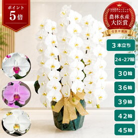 【P5倍＋最大2000円OFFクーポン利用OK】胡蝶蘭 大輪 白 ＜3本立ち＞ らんや 黒臼洋蘭園 こちょうらん お祝い 就任祝い 入閣祝い 組閣祝い 当選祝い 開店祝い 移転祝い 周年祝い お彼岸 昇進祝い 栄転祝い お供え 生花 鉢花 贈り物 フラワーギフト