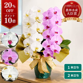 【P10倍！20％OFF】胡蝶蘭 大輪 白 ピンク ＜1本立ち／2本立ち＞ らんや 黒臼洋蘭園 こちょうらん お祝い 母の日 就任祝い 開店祝い選挙 事務所開き 陣中見舞い 当選祝い 昇進祝い 生花 鉢花 贈り物 フラワーギフト プレゼントお供え お悔み