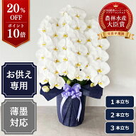 【P10倍！20％OFF】胡蝶蘭 大輪 白【お供え専用】 ＜1本立ち/2本立ち/3本立ち＞ お悔やみ お供え花 お彼…