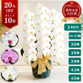 【P10倍！20％OFF】胡蝶蘭 大輪 白 ＜3本立ち＞ らんや 黒臼洋蘭園 こちょうらん お祝い 就任祝い 株主総　会 開店祝い 移転祝い 周年祝い お彼岸 昇進祝い 栄転祝い お供え 生花 鉢花 贈り物 フラワーギフト