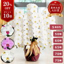 【P10倍！20％OFF】胡蝶蘭 大輪 白 ＜5本立ち＞ らんや 黒臼洋蘭園 こちょうらん お祝い 就任祝い 選挙 当選祝い 組閣…