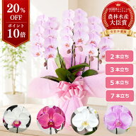 【P10倍！20％OFF】胡蝶蘭 ミニ胡蝶蘭 中輪胡蝶蘭 らんや 黒臼洋蘭園 こちょうらん 生花 贈り物 母の日 …