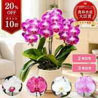 【P10倍！20％OFF】胡蝶蘭 ミニ胡蝶蘭 中輪胡蝶蘭 母の日 らんや 黒臼洋蘭園 生花 こちょうらん 贈り物 …