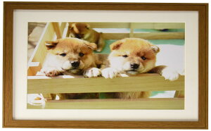 �t�W�J���[ FUJICOLOR �ؐ��z�� YM-9 ���C�h4�� �u���E�� 407703