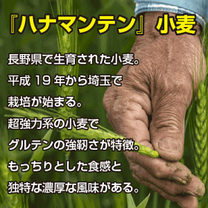 ハナマンテン小麦の紹介