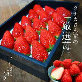 予約販売 旬 おまかせ 品種 いちご 12～18粒 順次発送予定 滋賀県産 苺 イチゴ 章姫 紅ほっぺ かおりの 産地直送 プレゼント 贈り物 大きい 朝採れ 早採れ 完熟 ホワイトデー いちごフェア ひな祭り 雛祭り おいしがうれしが new db