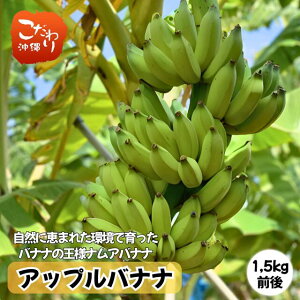 【送料無料】 沖縄県産バナナ アップルバナナ (ナムアバナナ)1.5kg前後 もっちり 甘い りんごのような風味やみつき もっちり