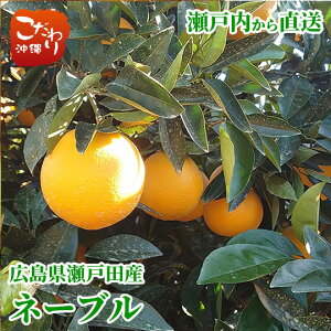 L˓cY L_ l[u 5kgy ˓ L k̗ 荂 ʏ`Ղ 킪Ȃ ZȊÂ݁E_z